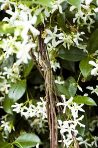 jasmine-hedge-gainesville