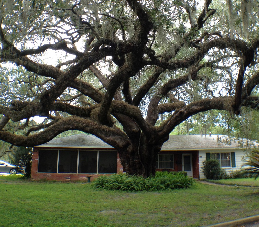 treeduckpondgainesville Gainesvilleian Gainesville FL Real Estate