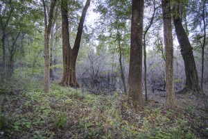 Land in Millhopper Forest NW Gainesville FL