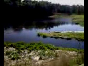 Gainesville Hicking Trails: La Chua Trail in Paynes Prairie