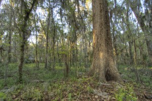 2.5 acres for sale in The Hammock off Millhopper Road