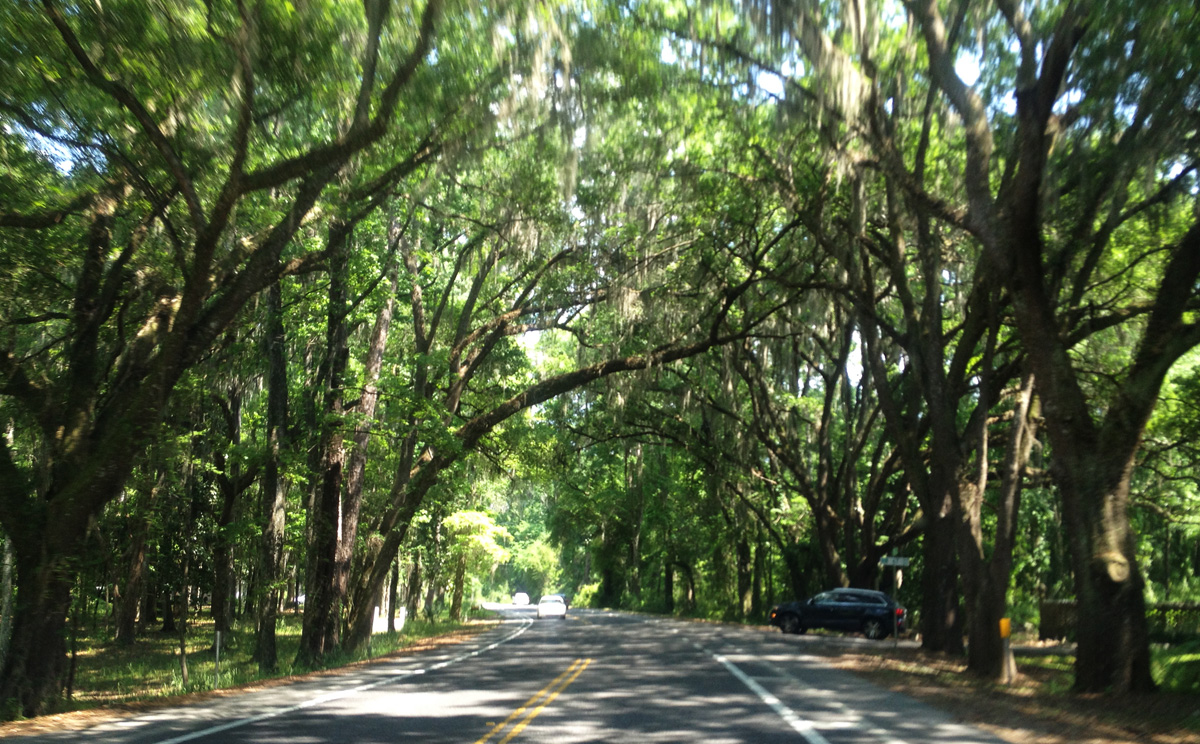 millhopperoaktrees Gainesvilleian Gainesville FL Real Estate