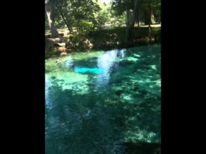 Ginnie Springs