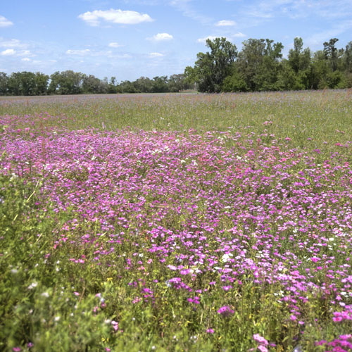 Wildflowers in alachua county