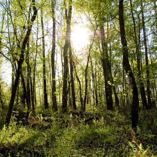 san felasco hammock trees in northwest gainesville